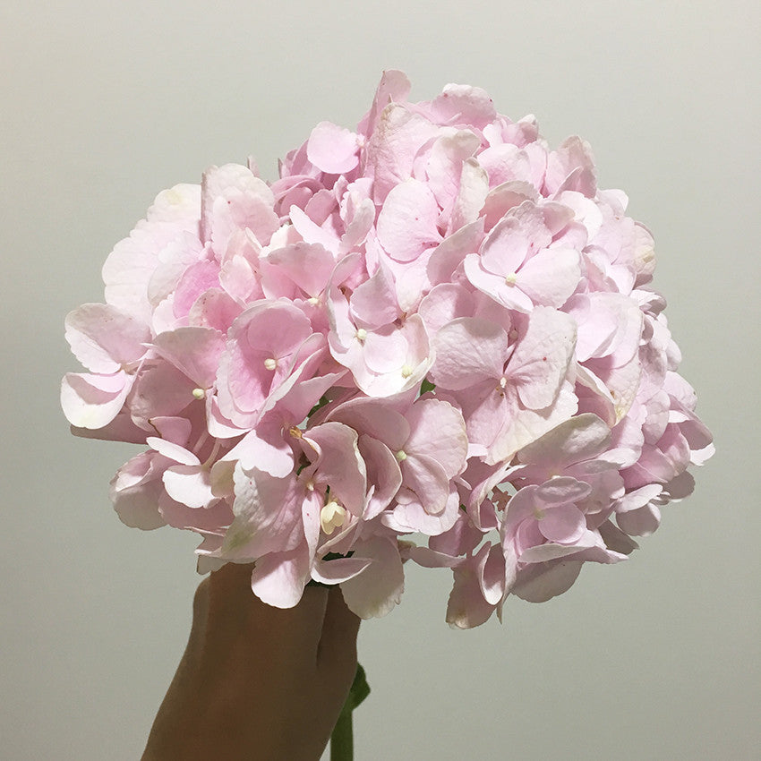 Pink Hydrangea Lush Bouquet - Lou Flower Studio